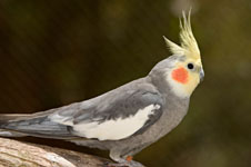 cockatiel age