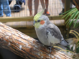 cockatiel at zoo